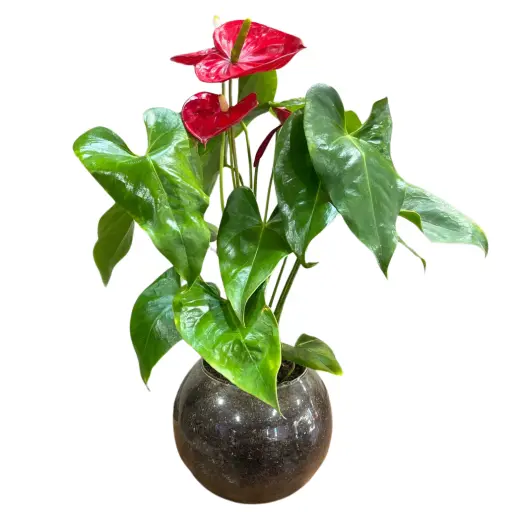 Planta anthurium m14 pecera premium